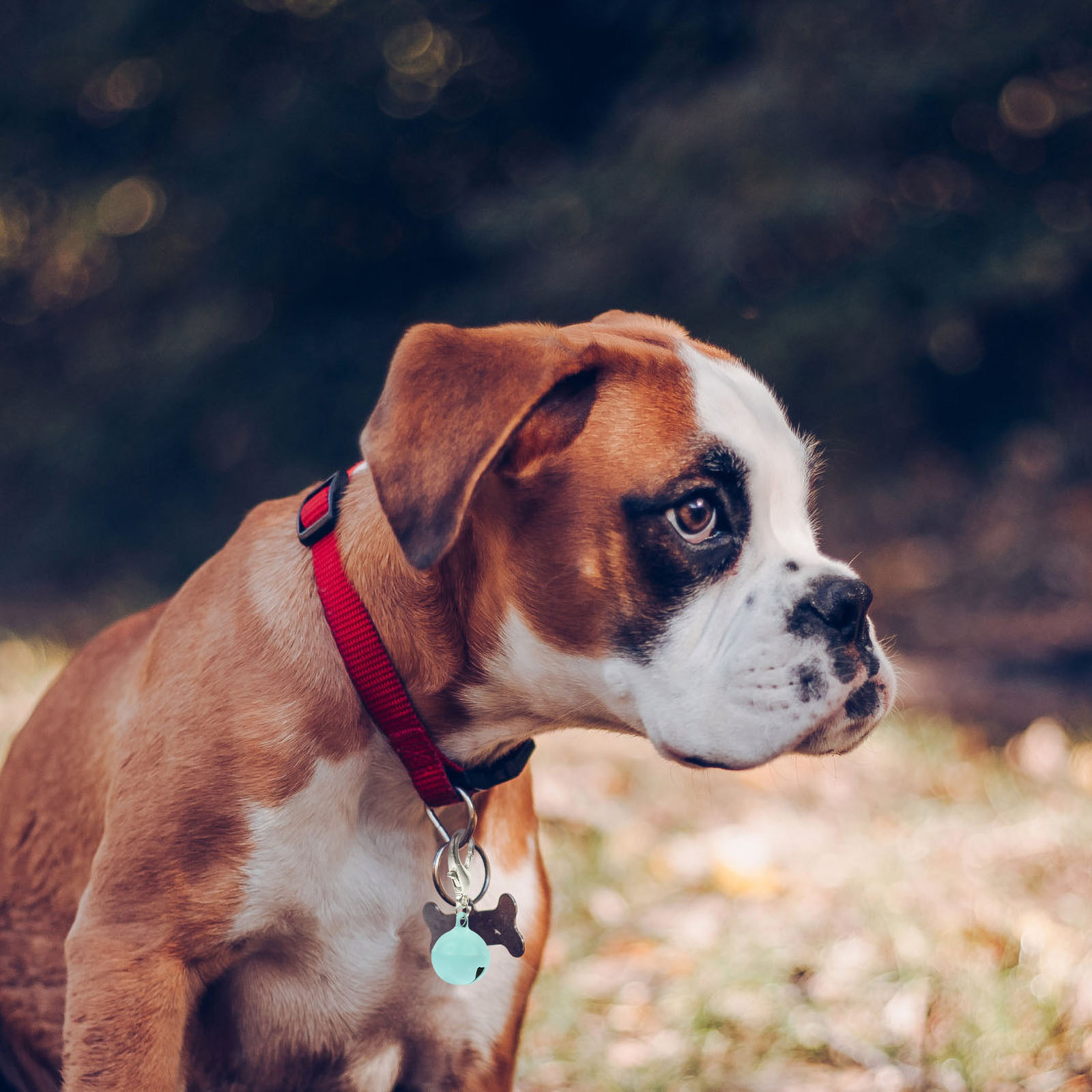 10 clochettes durables pour co - Pet Supplies Locations avis et prix