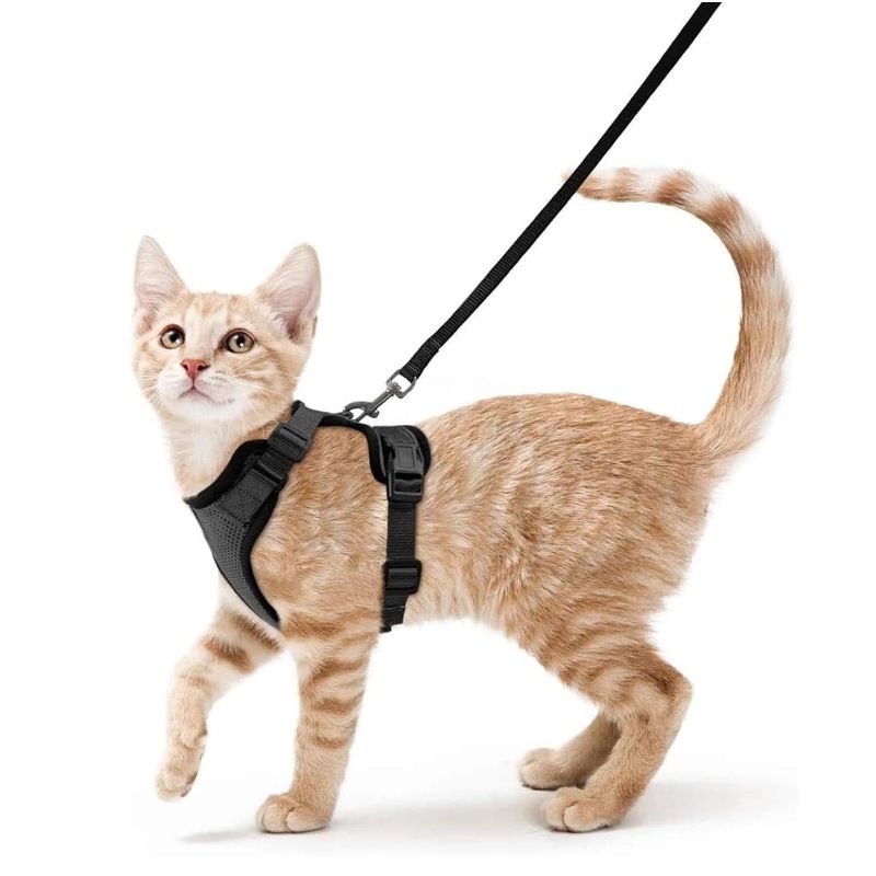 Harnais de poitrail réfléchiss - Pet Supplies Amazon avis et prix